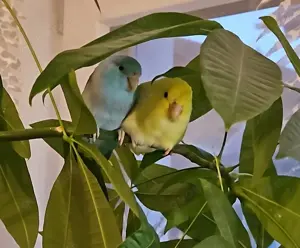 Blaugenicksperlingspapageien Paar 