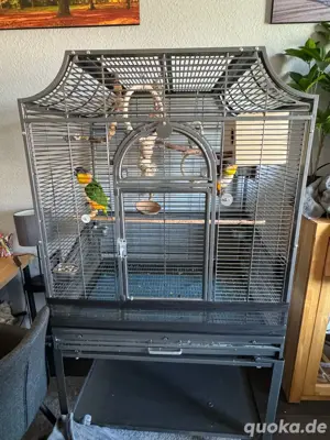 Grünzügelpapagein pärchen extrem handzahm Bild 2