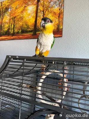 Grünzügelpapagein pärchen extrem handzahm Bild 3