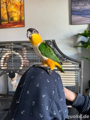 Grünzügelpapagein pärchen extrem handzahm