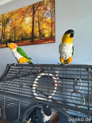Grünzügelpapagein pärchen extrem handzahm Bild 5