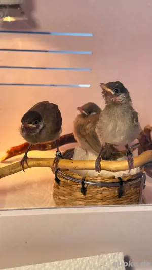 irakische bulbul