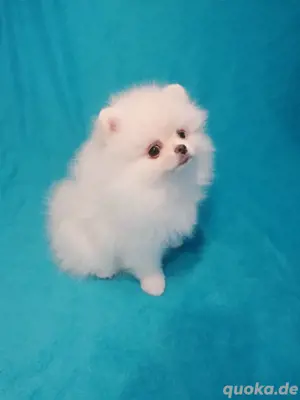Zwergspitz Pomeranian Mädchen Weinchen