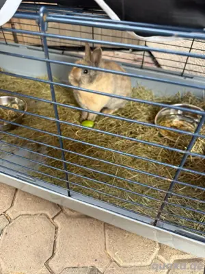 Hase weiblich 