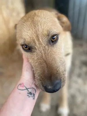 Odin großer Junghund sucht großes Körbchen