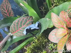 Verschiedene Dendrobaten Bild 5