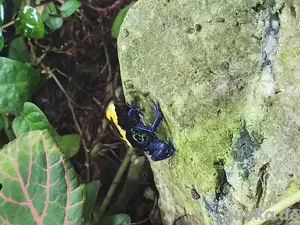 Verschiedene Dendrobaten Bild 7