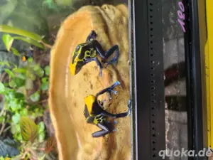 Verschiedene Dendrobaten Bild 6