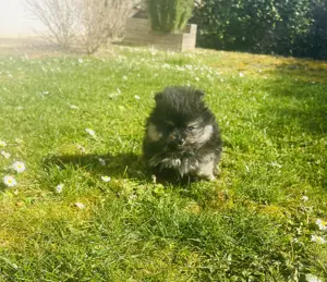 Zwergspitz Pomeranian Welpen