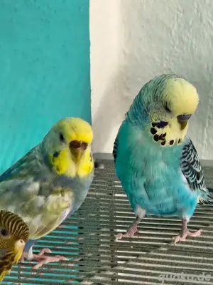  Welli Zuchtpaar zu verkaufen