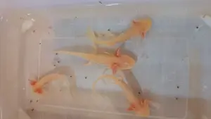 Axolotl Jungtiere abzugeben 