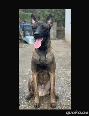 Deckrüde dunkler Malinois 