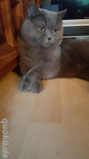 Deckkater  BKH erfahren mit STAMMBAUM! WUNDERSCHÖN!