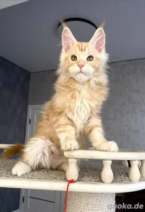 Entzückende Maine Coon Kätzchen zu verkaufen