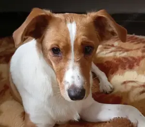 Sunny S209 - findet Menschen toll.Sie ist verspielt,verträglich,mit einem sanften Charakter.