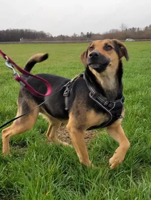 NAMI- 6,5 Jahre alt, Hündin, Mischling, Hund, Mix mittelgroß Bild 3