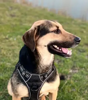 NAMI- 6,5 Jahre alt, Hündin, Mischling, Hund, Mix mittelgroß Bild 4