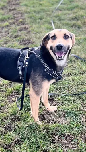 NAMI- 6,5 Jahre alt, Hündin, Mischling, Hund, Mix mittelgroß Bild 5