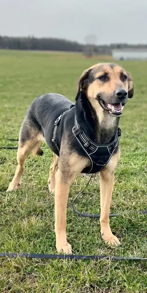 NAMI- 6,5 Jahre alt, Hündin, Mischling, Hund, Mix mittelgroß Bild 6