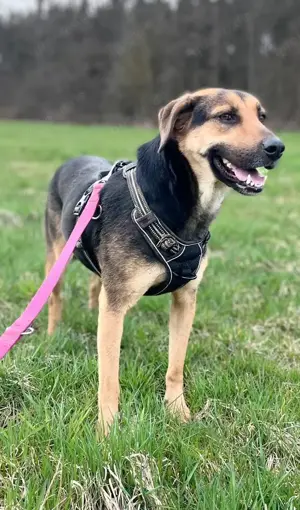 NAMI- 6,5 Jahre alt, Hündin, Mischling, Hund, Mix mittelgroß Bild 10