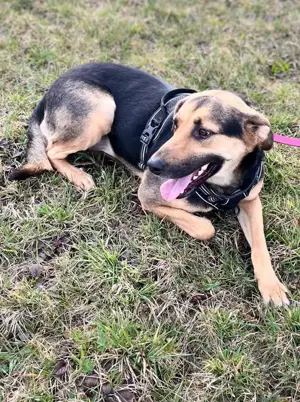 NAMI- 6,5 Jahre alt, Hündin, Mischling, Hund, Mix mittelgroß Bild 7