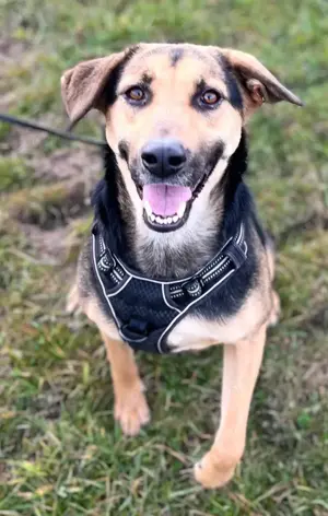NAMI- 6,5 Jahre alt, Hündin, Mischling, Hund, Mix mittelgroß Bild 9