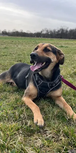 NAMI- 6,5 Jahre alt, Hündin, Mischling, Hund, Mix mittelgroß Bild 8