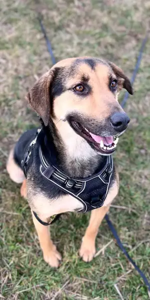 NAMI- 6,5 Jahre alt, Hündin, Mischling, Hund, Mix mittelgroß Bild 2