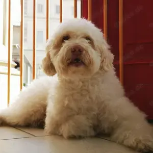 Spanischer Wasserhund - Doodle 