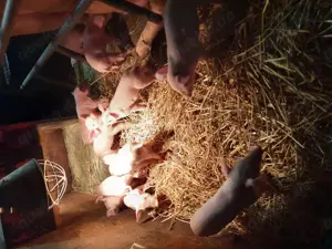 Ferkel Dl  Pi  Schwein Sau 