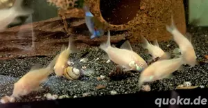 Albino Panzerwels Osteogaster aeneus  Bild 2