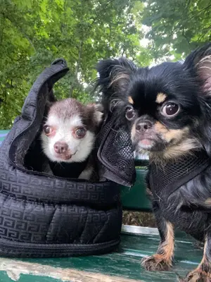 Suche Hundesitter für 2 Chihuahuas