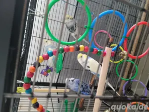 Wellensittiche 4 stück ,30 euro pro stück 