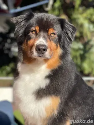 Amor - freundlicuer Aussie-Senior