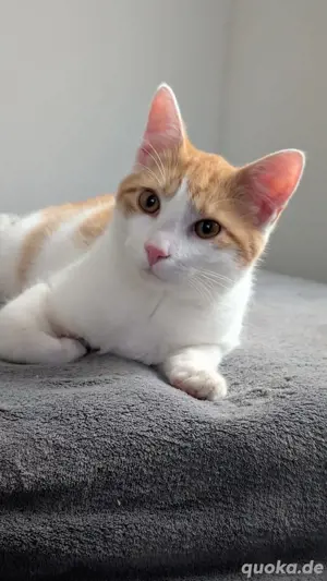 kater abzugeben