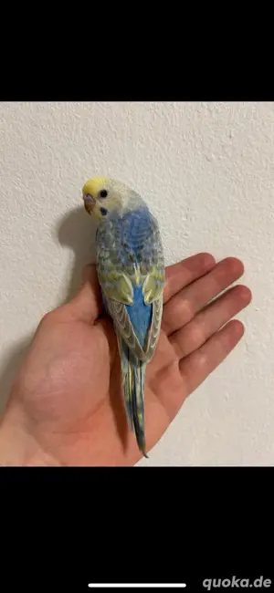 Wellensittich Rainbow Nestjung Handzahm Bild 2