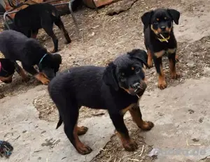 Rottweiler-Welpe ist ein seltener und beeindruckender Anblick!