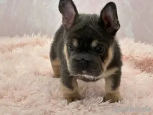 Gesunde Französische Bulldoggenwelpen