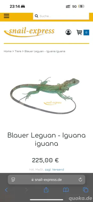 ich SUCHE einen Blauen Leguan