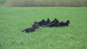 Altdeutsche Schäferhund Welpen-Junghunde