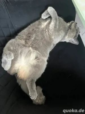BKH katze  Bild 3
