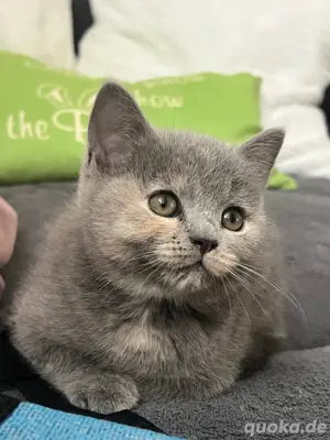 BKH katze 