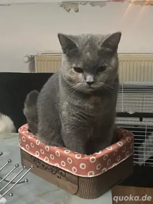 BKH katze  Bild 2