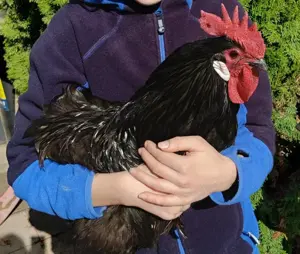 Zahmer, stolzer Sachsenhahn (Sachsenhühner, Hahn)