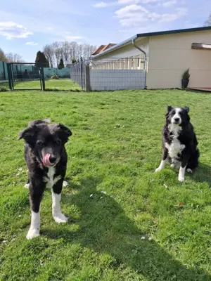 *BILLI und GRACE* Uns beide gibt es nur gemeinsam. Wir sind gut erzogen und noch recht fit 