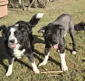 *BILLI und GRACE* Uns beide gibt es nur gemeinsam. Wir sind gut erzogen und noch recht fit 