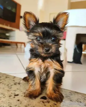 Entzückender Yorkie-Welpe Bild 2