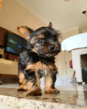 Entzückender Yorkie-Welpe