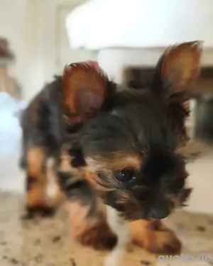 Entzückender Yorkie-Welpe