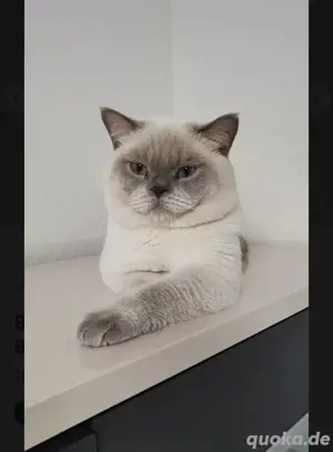 BKH Blue Point Deckkater (B.g   B)